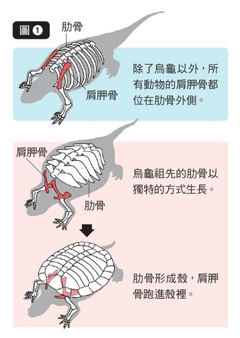 烏龜的祖先|烏龜的肋骨，是什麼時候變成殼的？